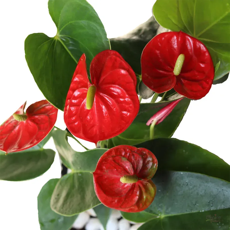 Антуриум горшечный комнатный