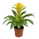 Горшечная гузмания желтая